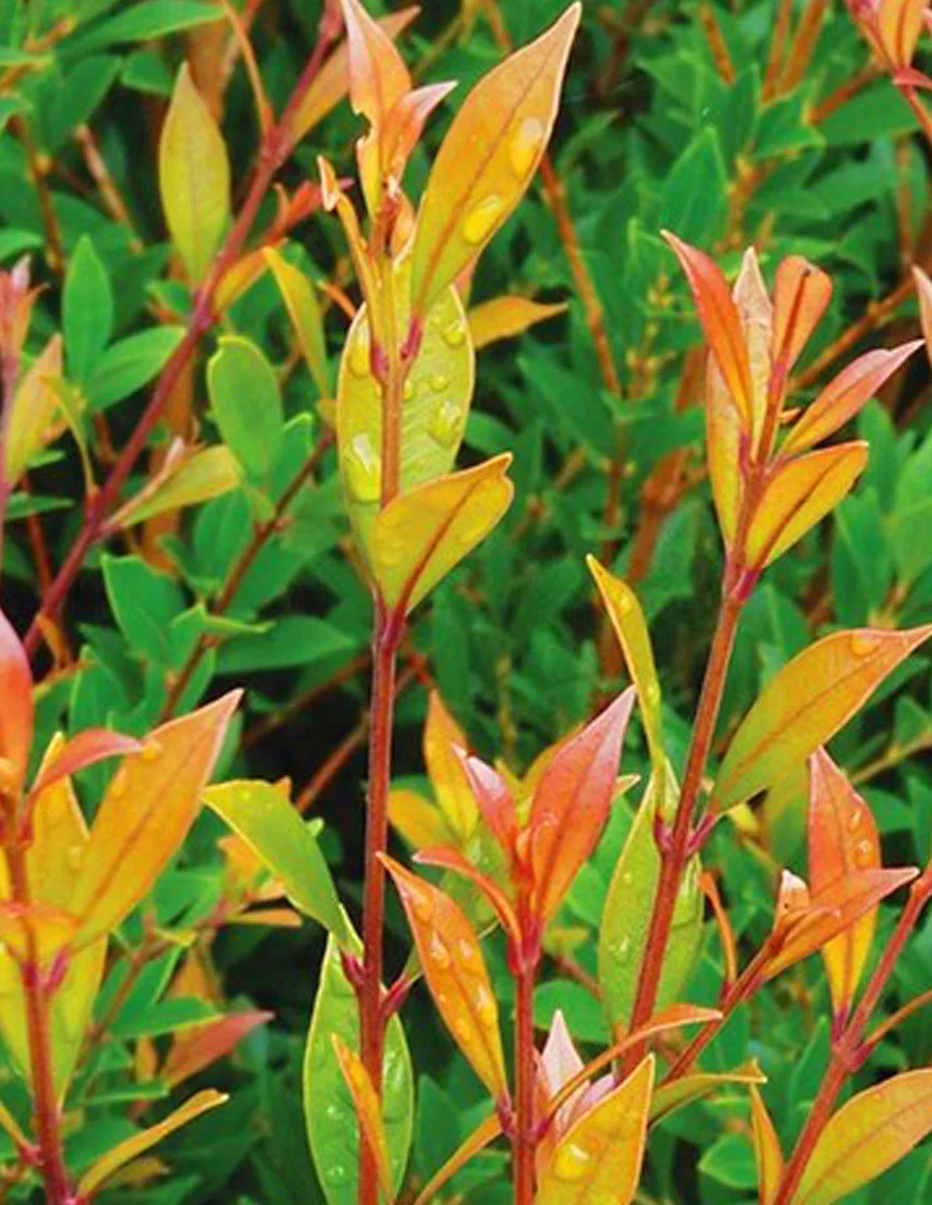 Acmena smithii minor