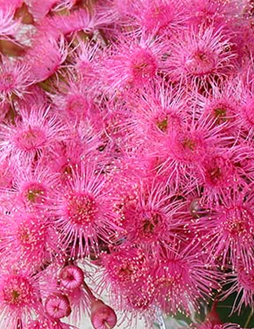 Corymbia Grafted Lollipops