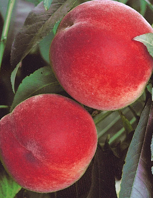 Peach Anzac Tree