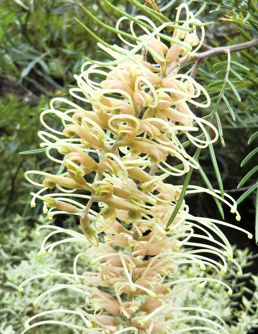 PLANT OF THE MONTH - Grevillea 'Ivory Whip' Grafted