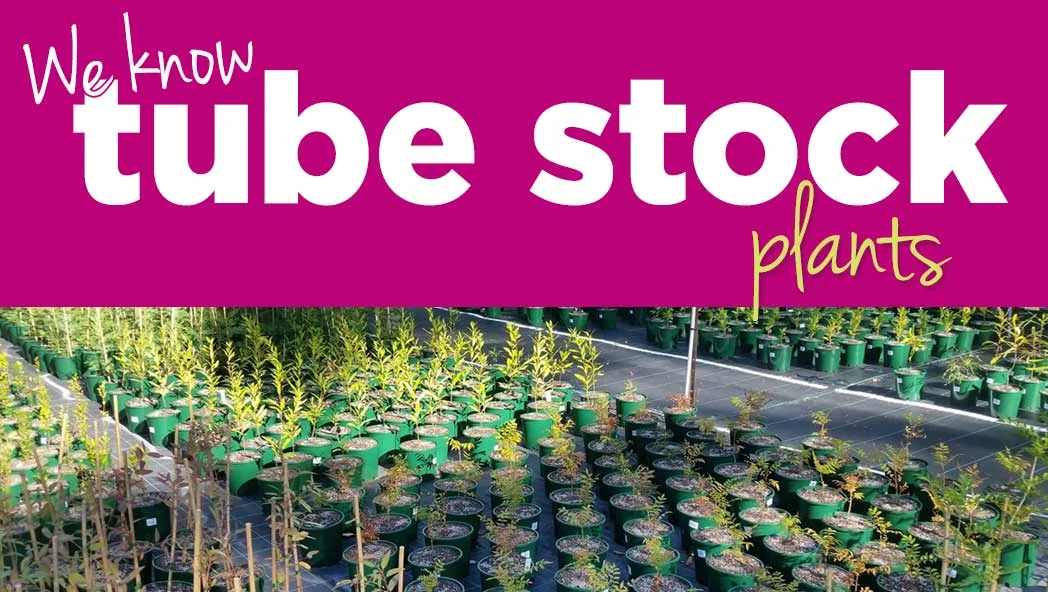 Wide range of tube stock natives available