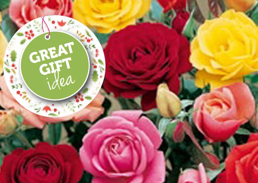 small-banner-assorted_potted_roses.jpgChoose for a great range of the best fragrant potted roses 200mm pot. 
