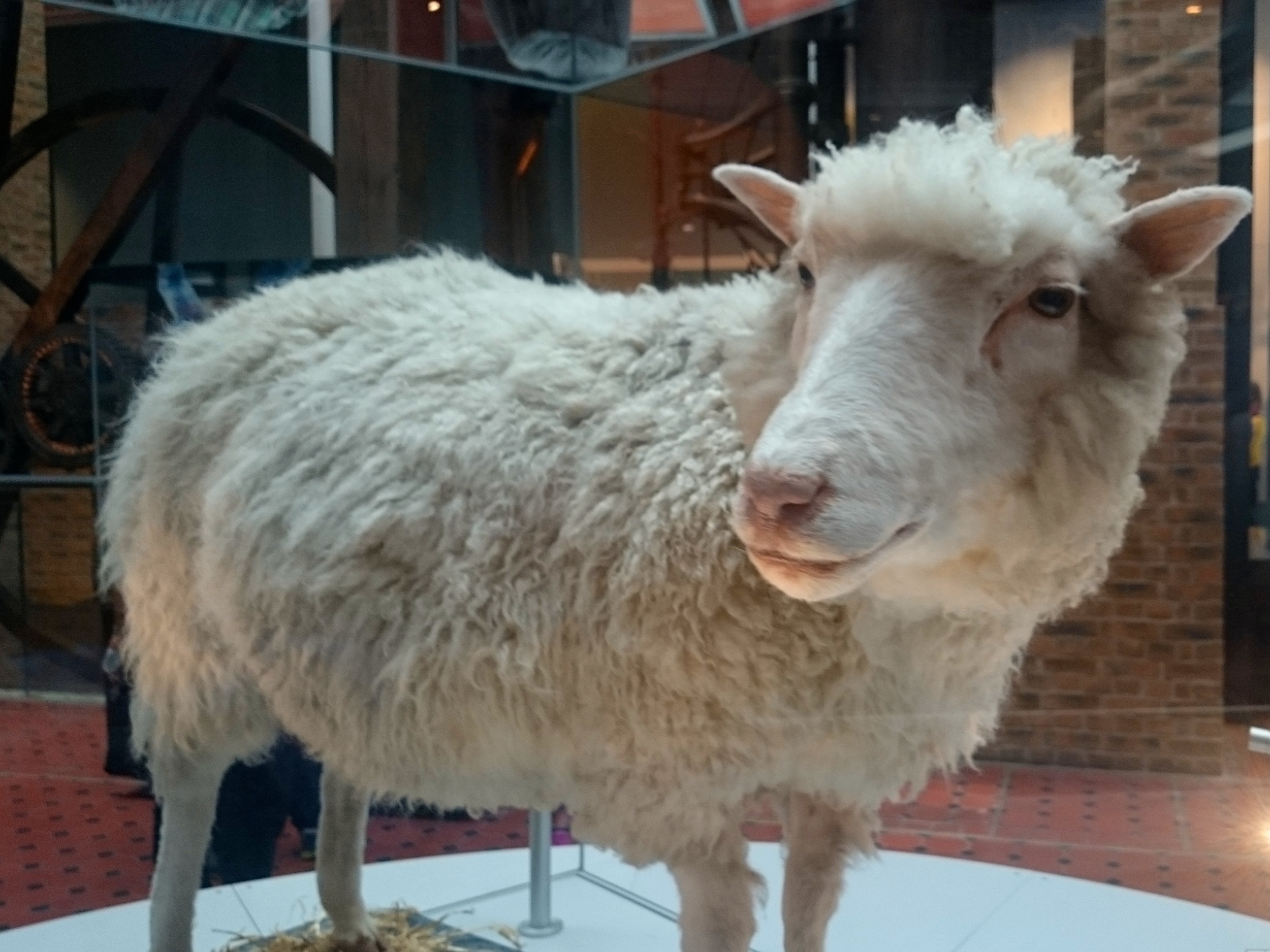 Spinning around on her podium! Dolly was gifted to the museum by the Roslin Institute, University of Edinburgh where she was the first cloned mammal ever to be created from an adult cell. She's kind of a big deal.