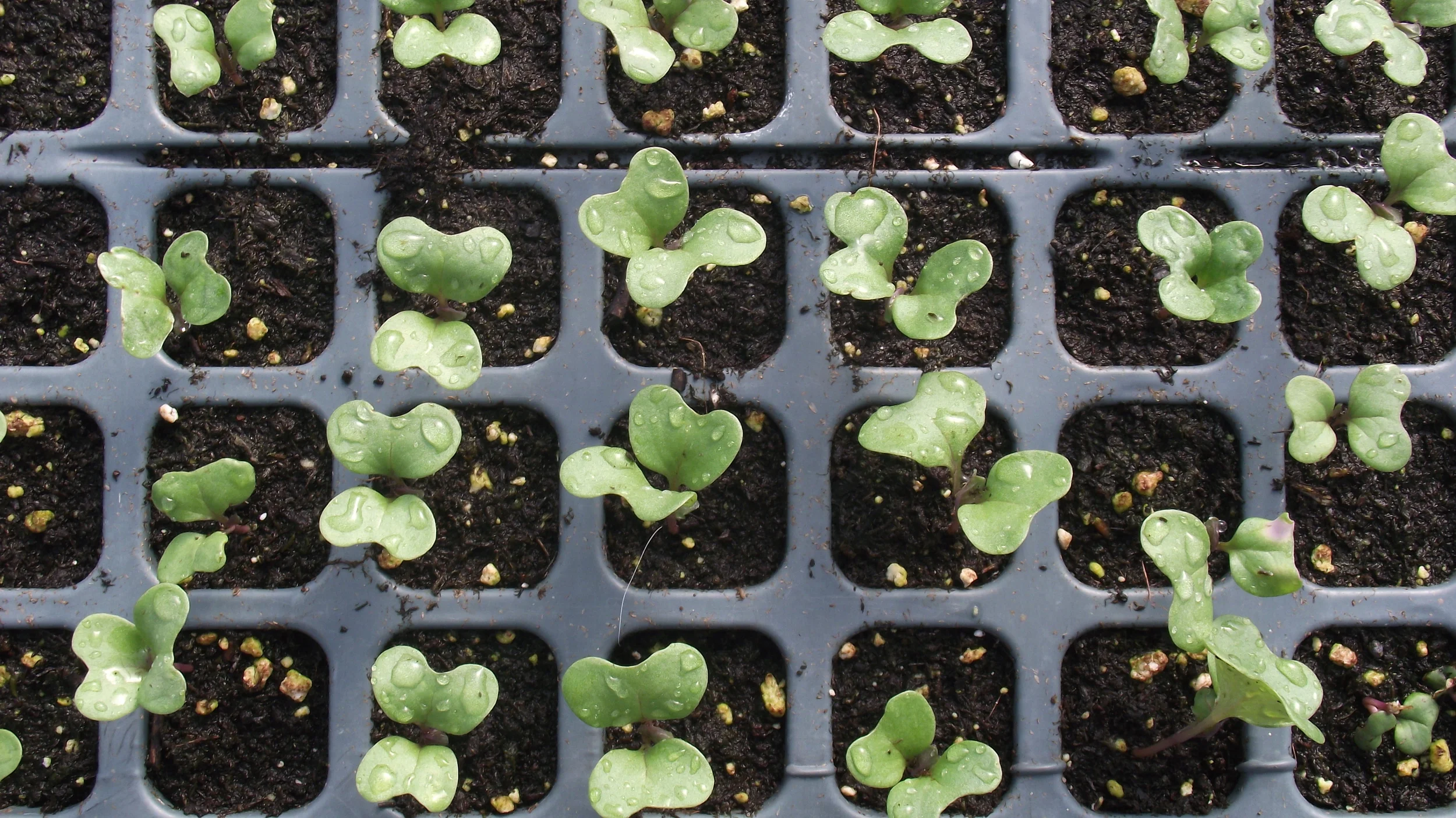 Seedlings in the greenhouse