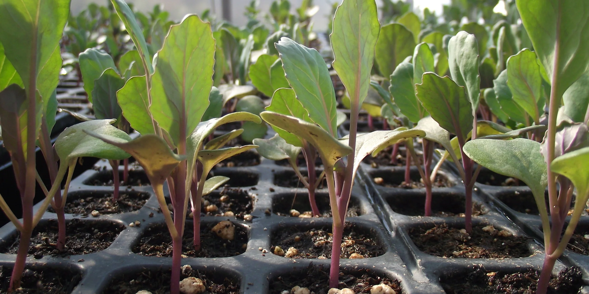 Seedlings in the greenhouse
