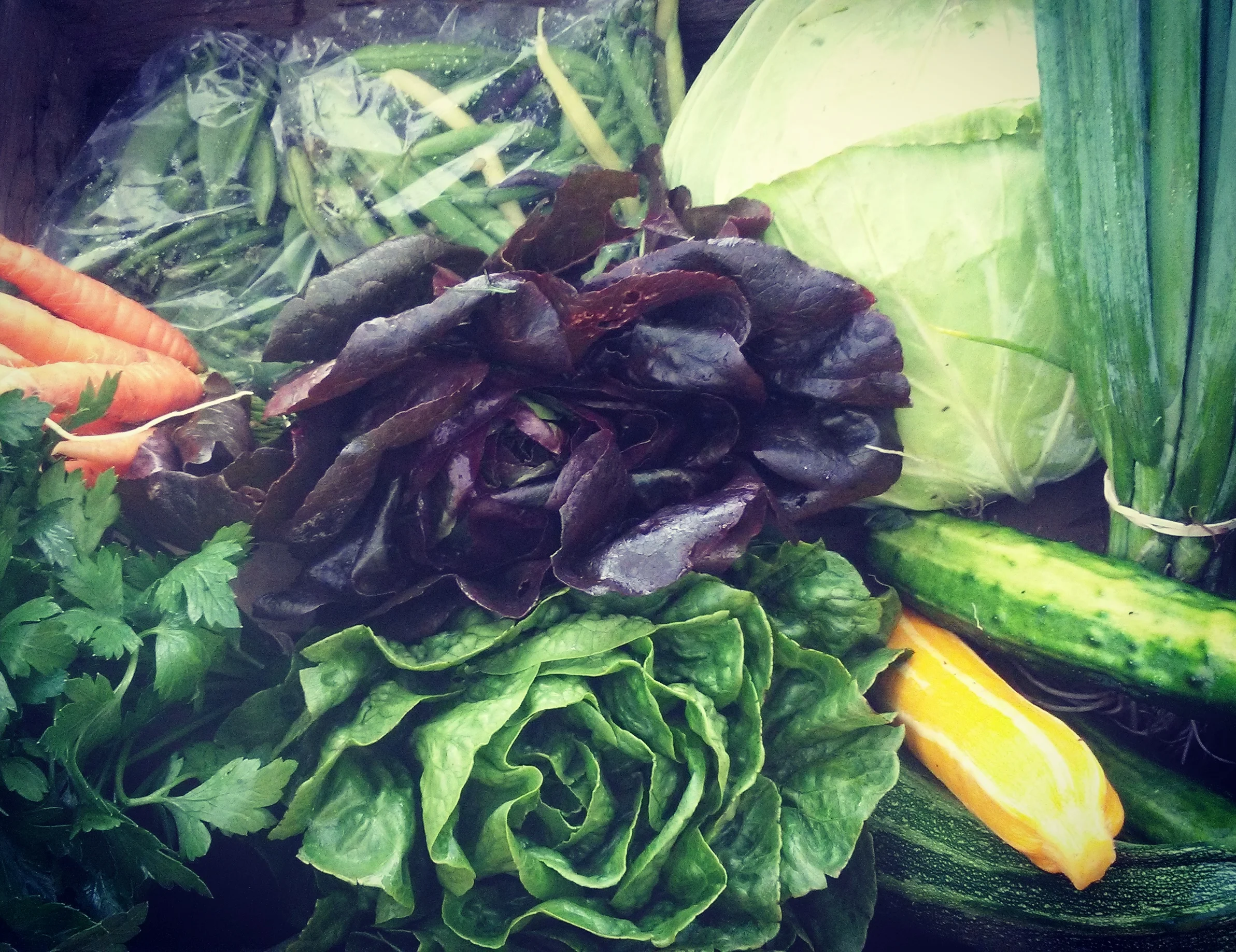CSA farm share