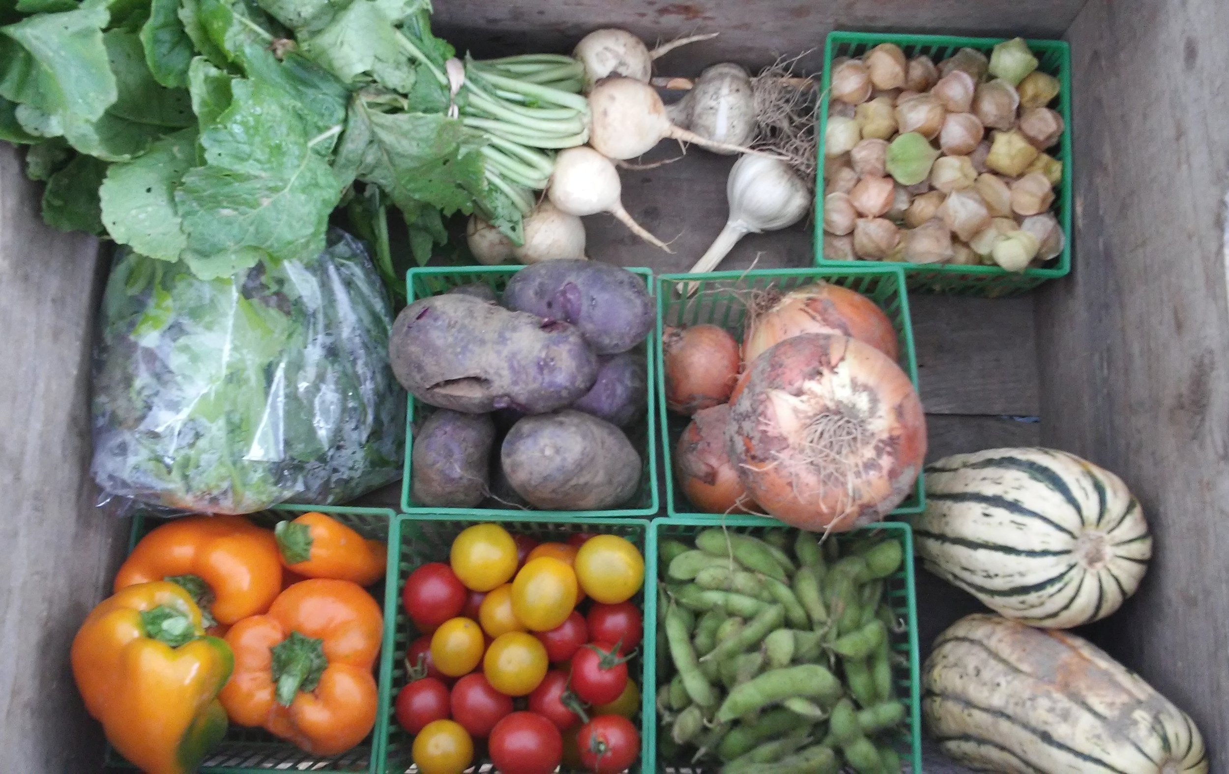 CSA farm share