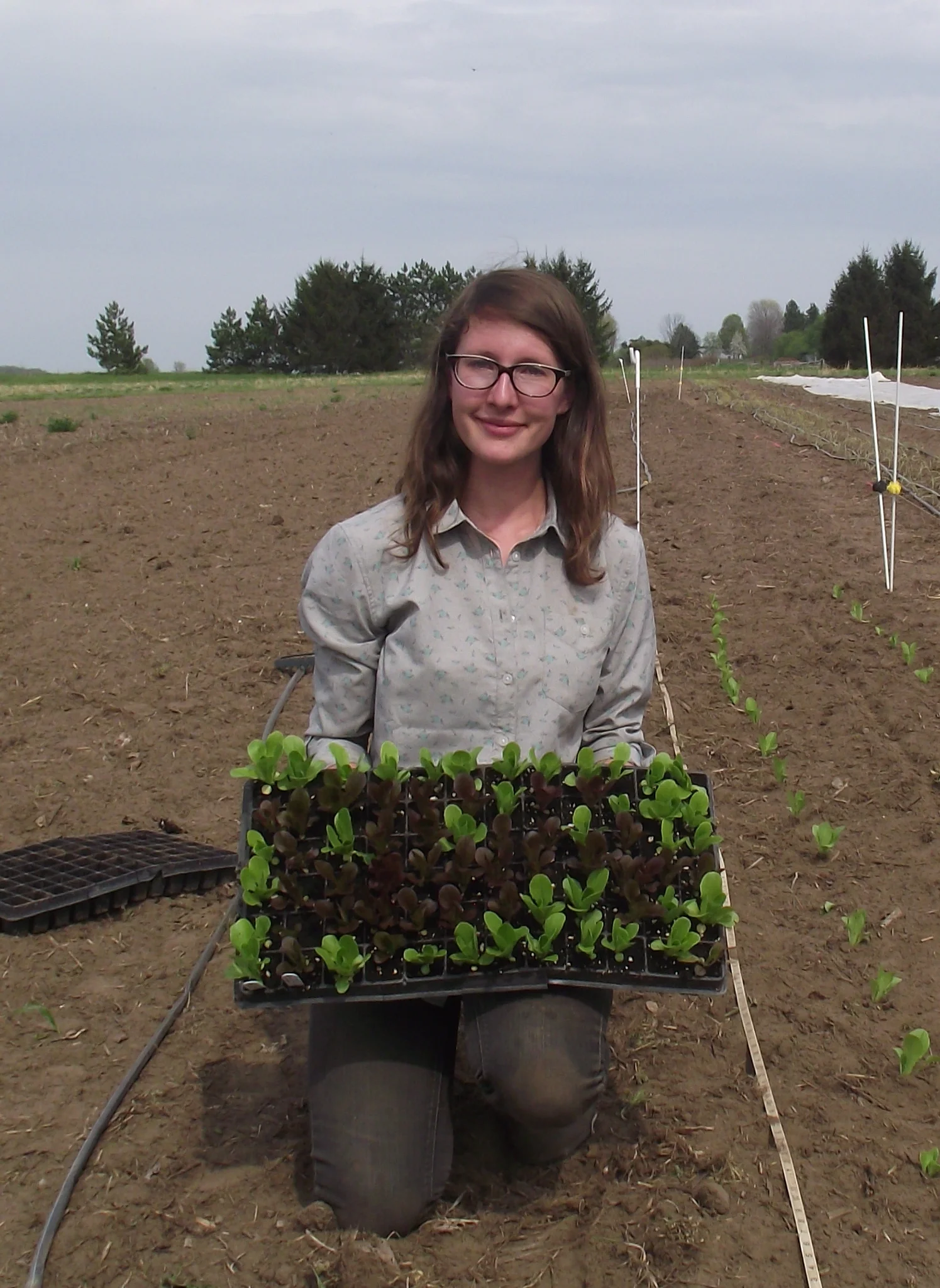 Transplanting lettuce