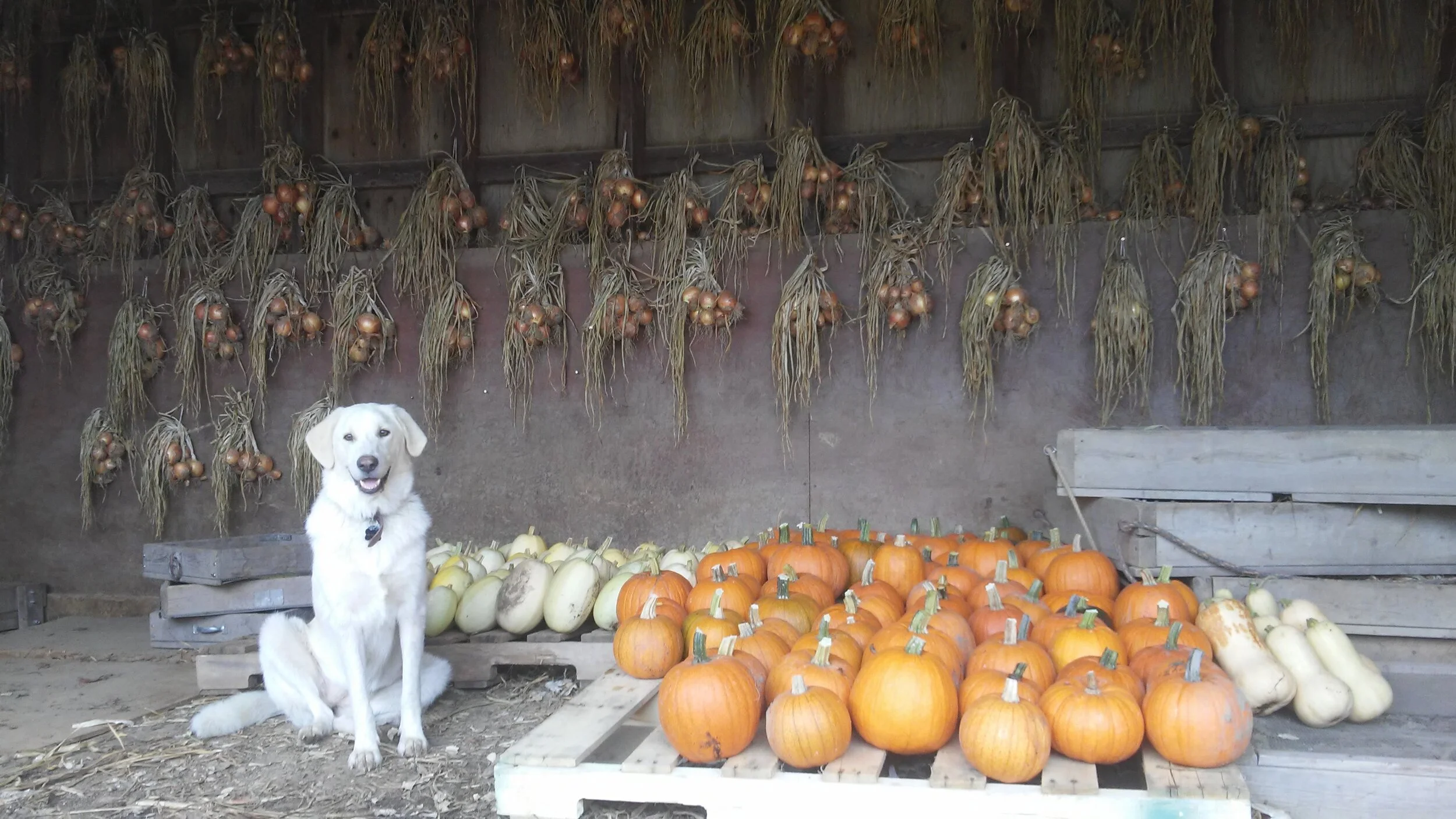 Photos — Little Fields Farm