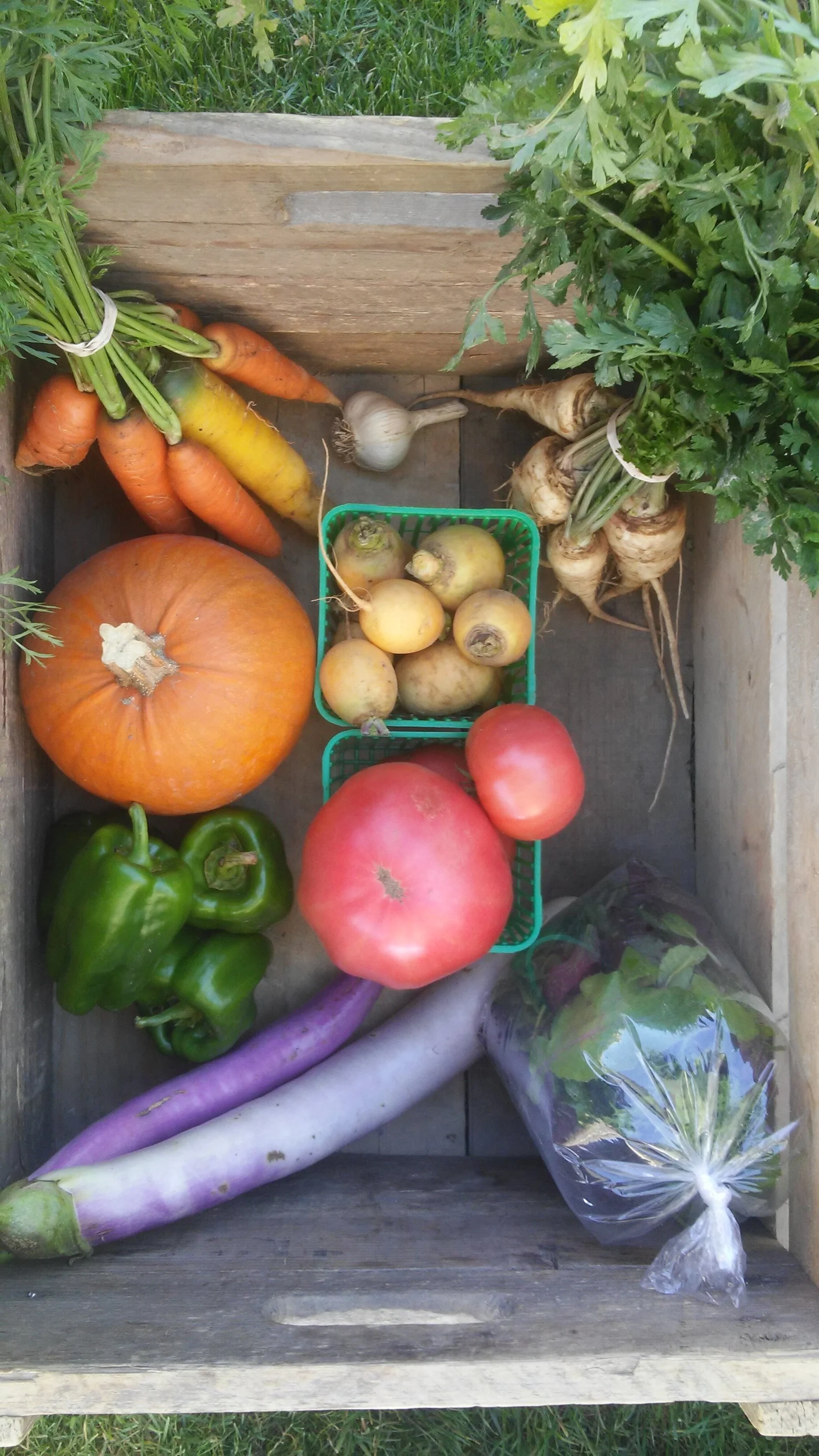 CSA farm share