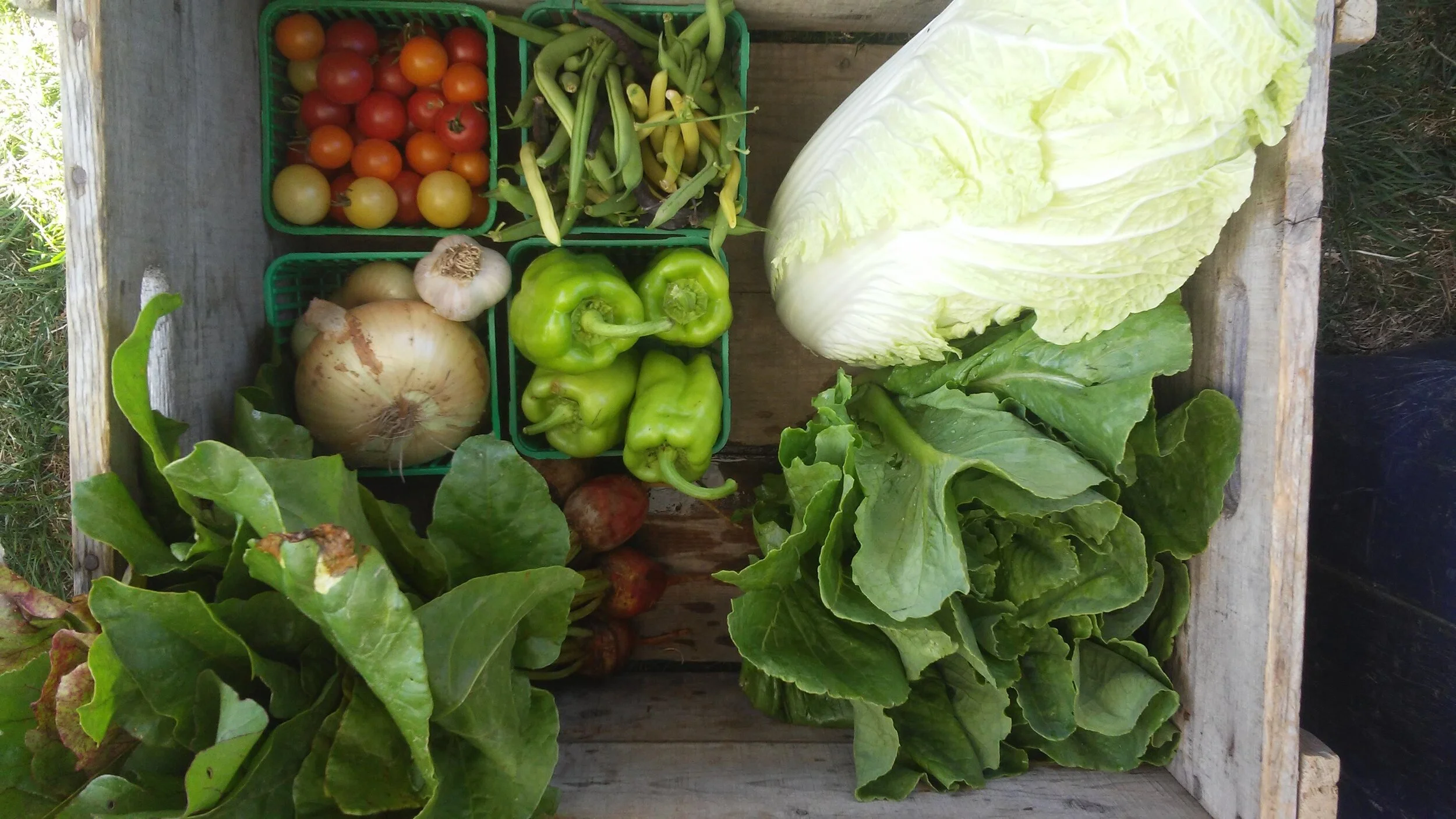 CSA farm share