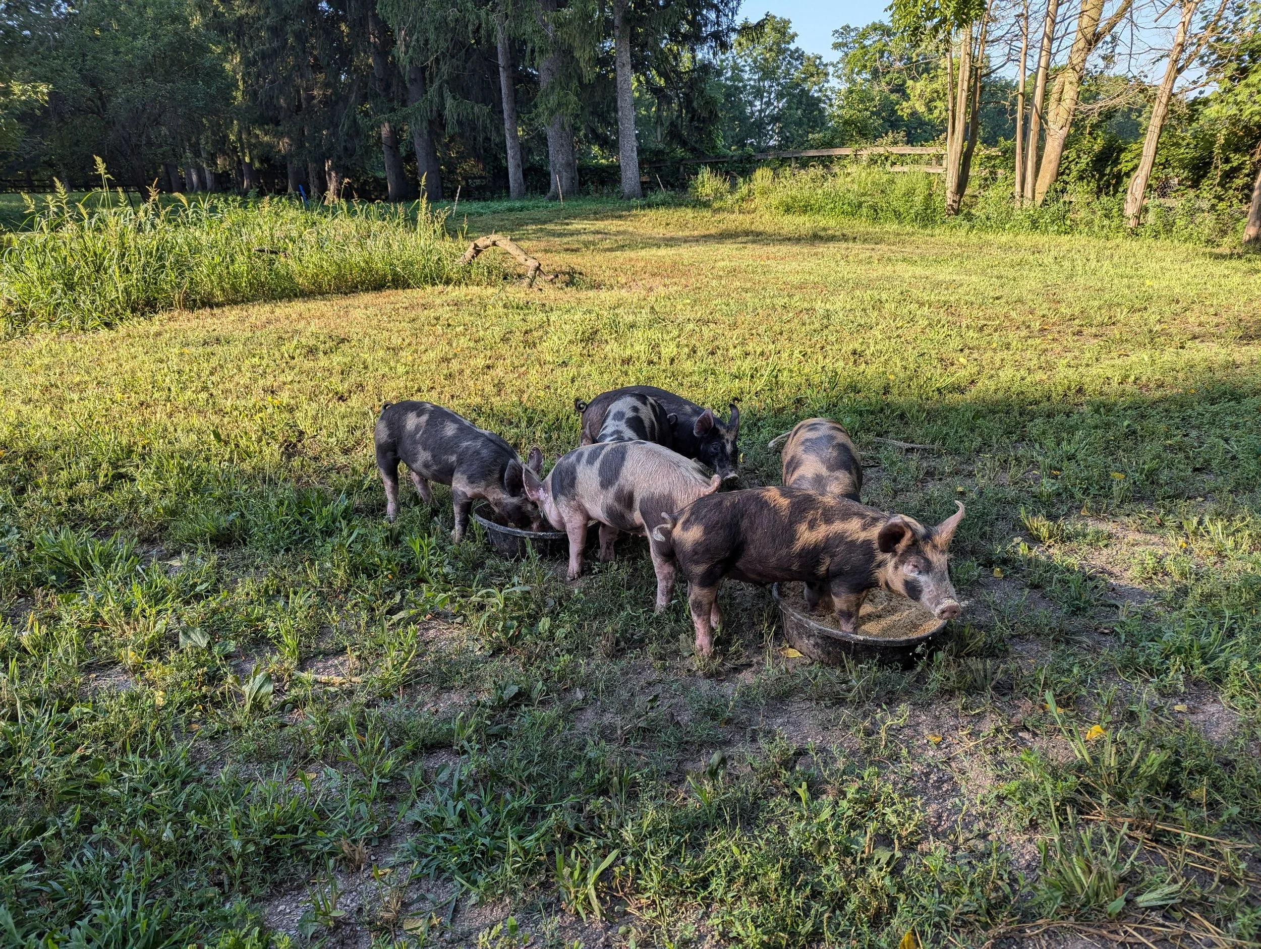 PXL_20240804_122900678 (1).jpg