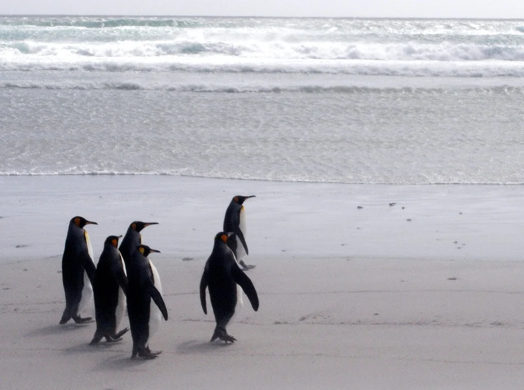 Allison portfolio falk 19.JPG