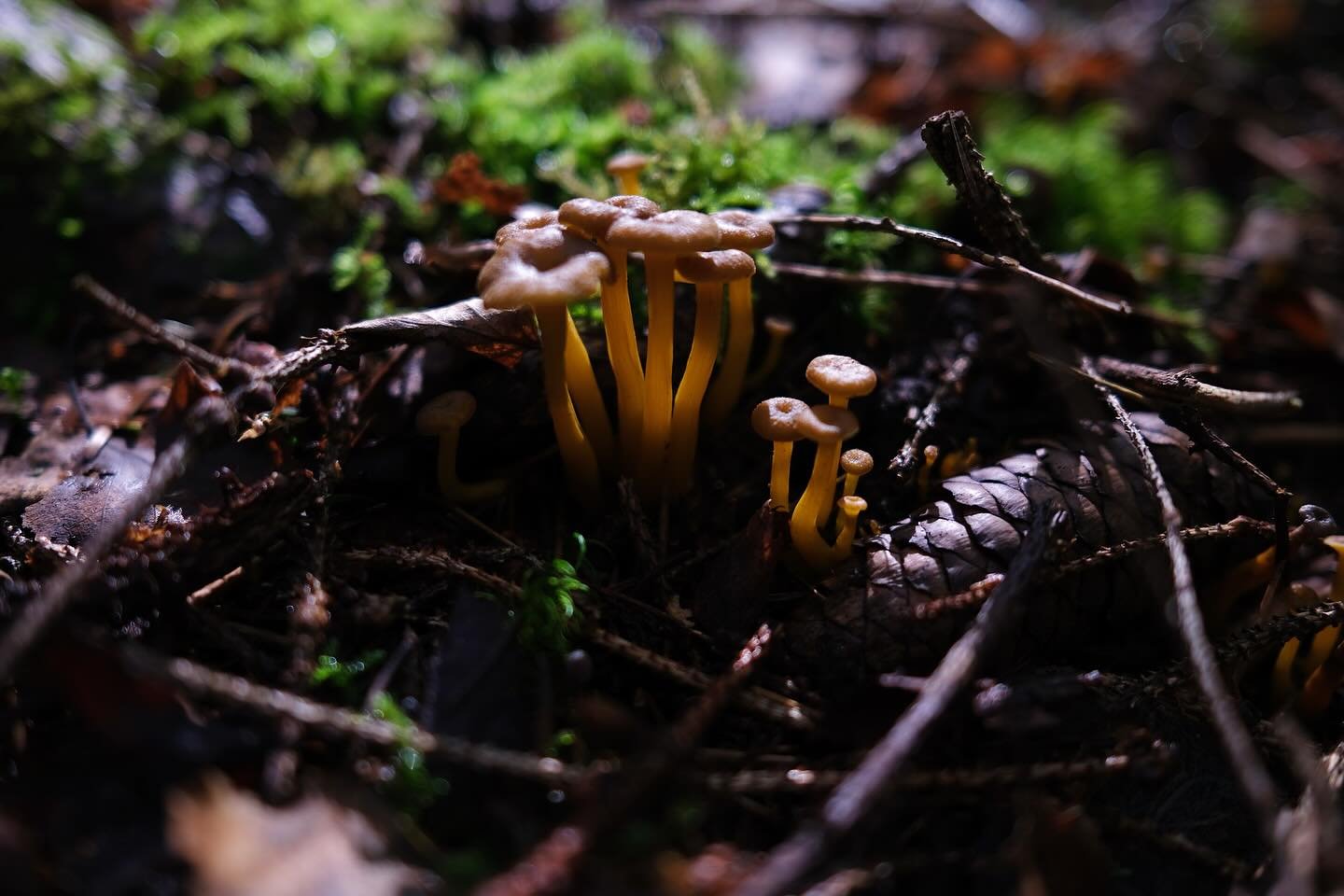 🌿🍁🍄&zwj;🟫