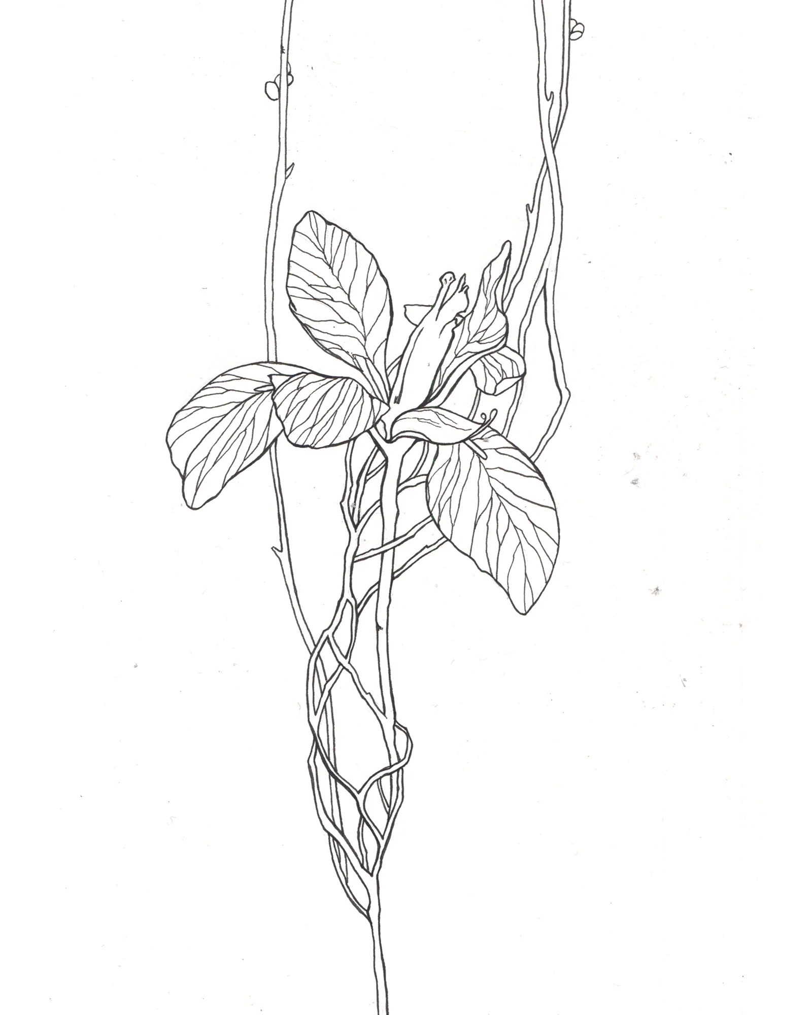 Single Flower Coloring Book web.jpg