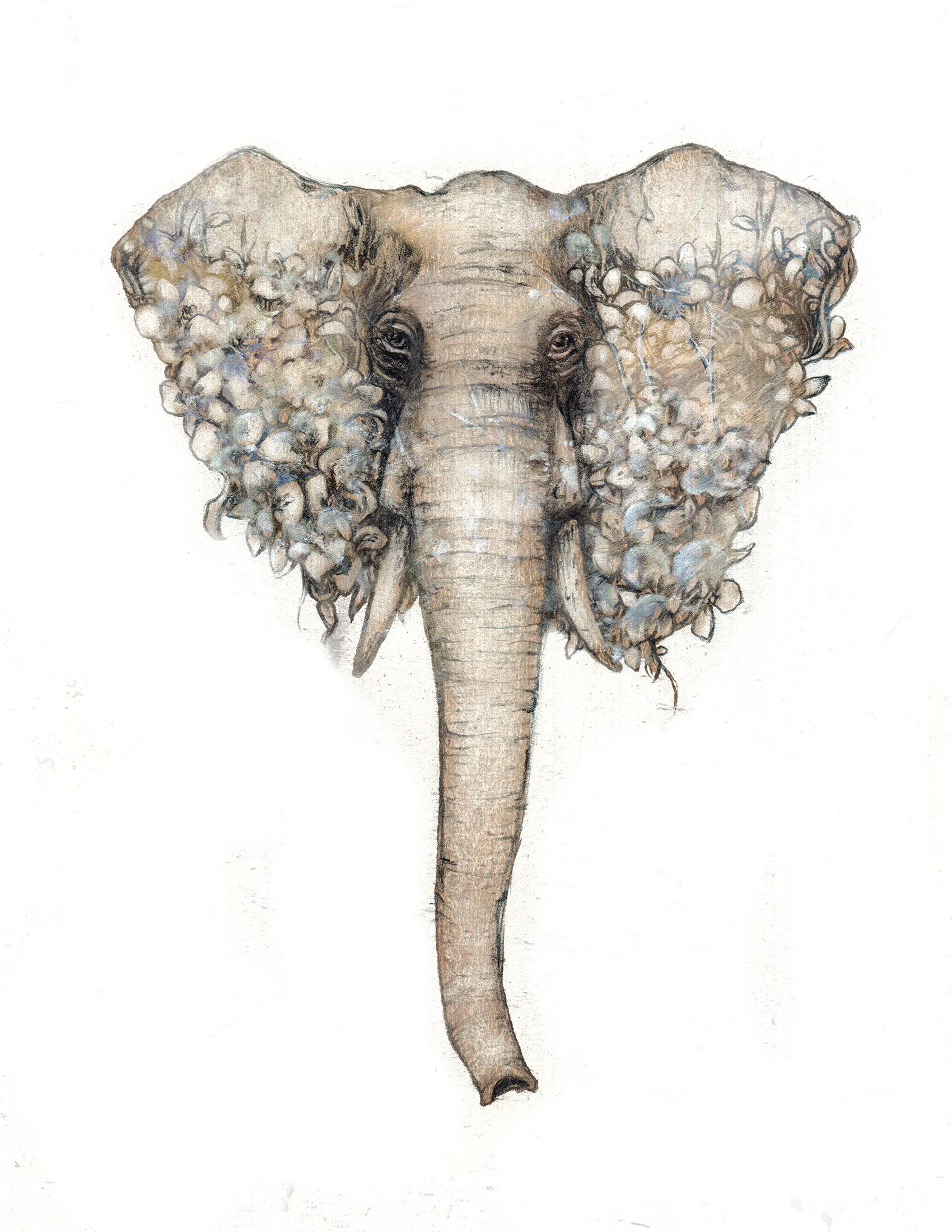 Elephant front white background.jpg