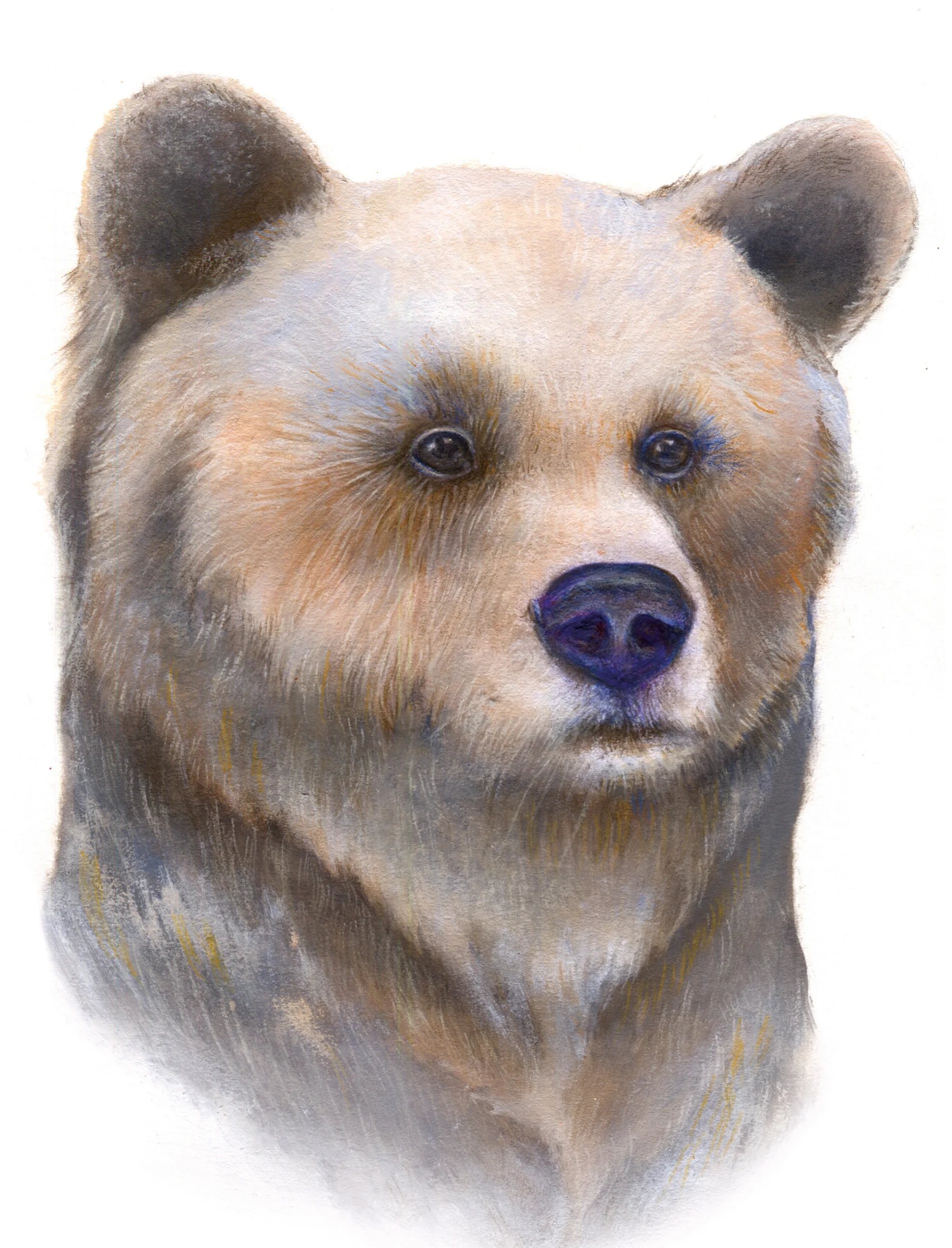 Bear final web.jpg