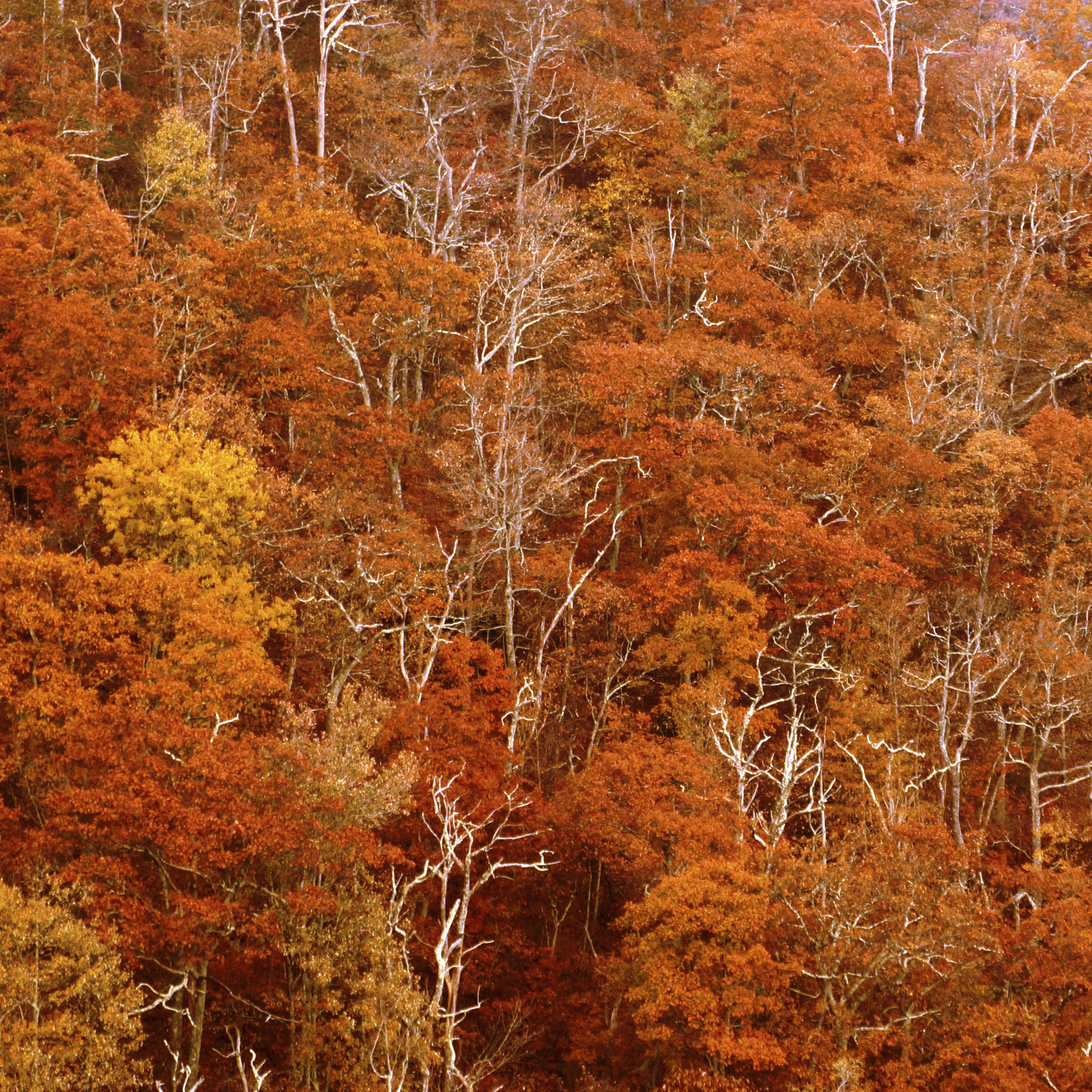 Photo by Sterling Stevens/iStock / Getty Images