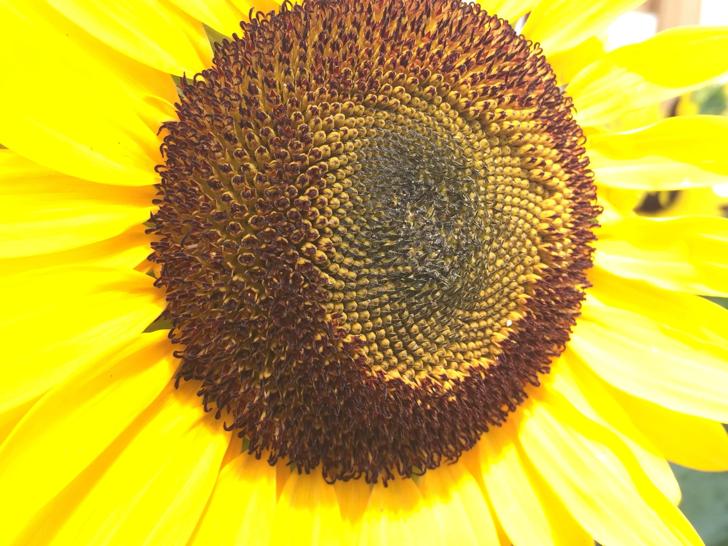 Seed Saving 101