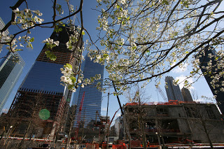 The Survivor Tree Blooms at Ground Zero