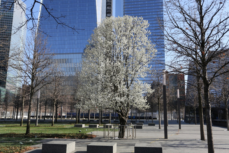 The Survivor Tree and the Glade at Ground Zero 