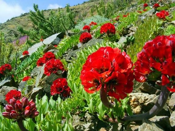 red-atacama-blooms.jpg