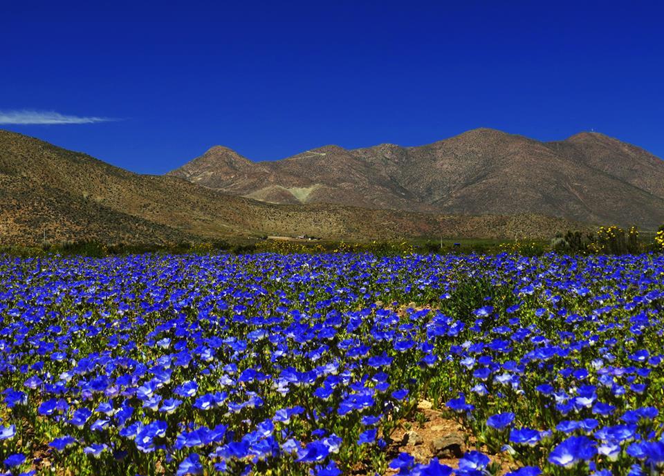 blue-atacama-blooms.jpg