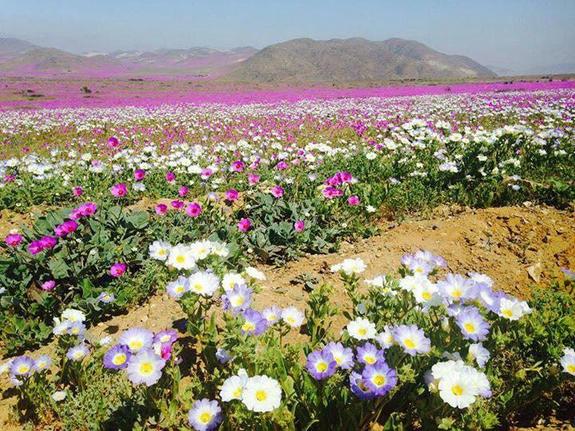 white-pink-purple-atacama-blooms.jpg