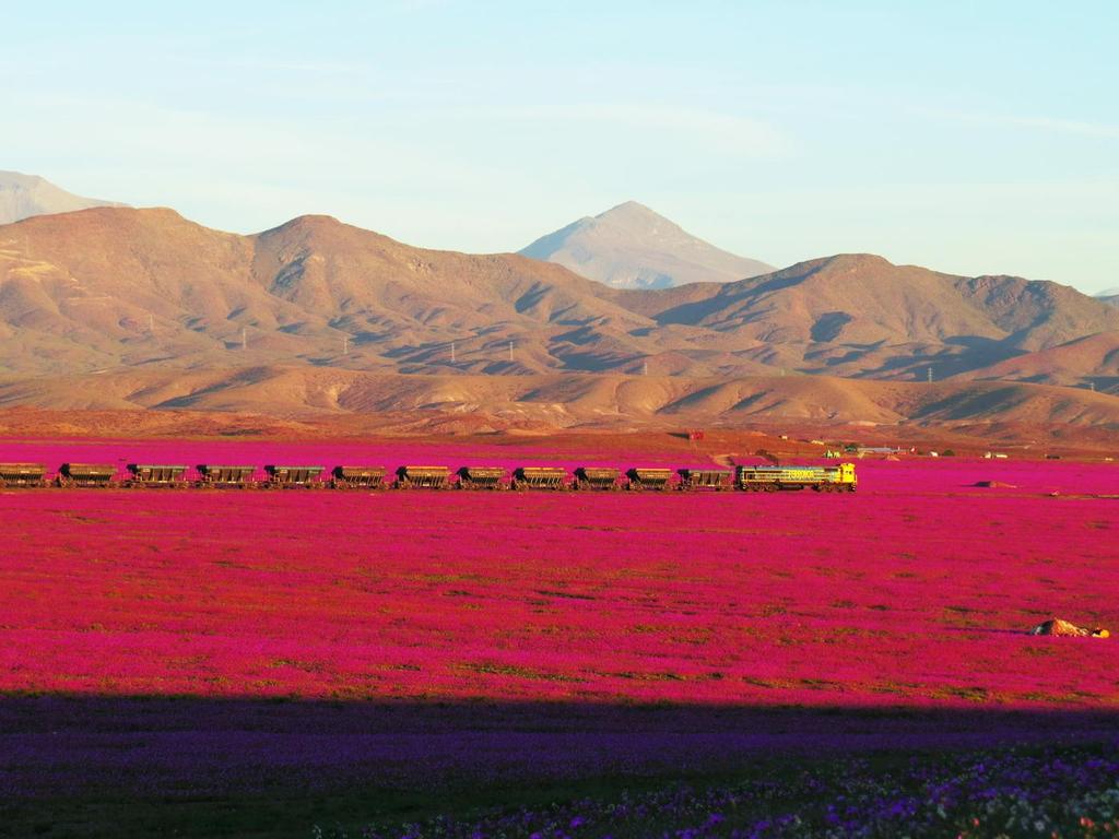cargo-train-atacama-blooms.jpg