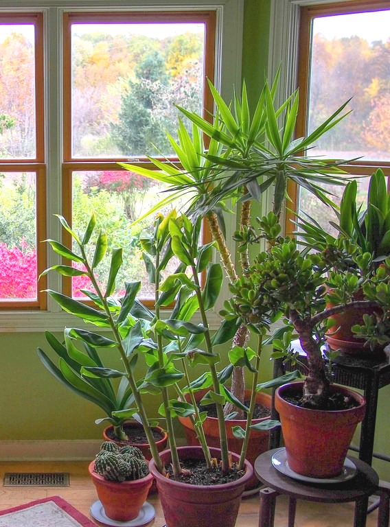 Bring plants indoors for winter