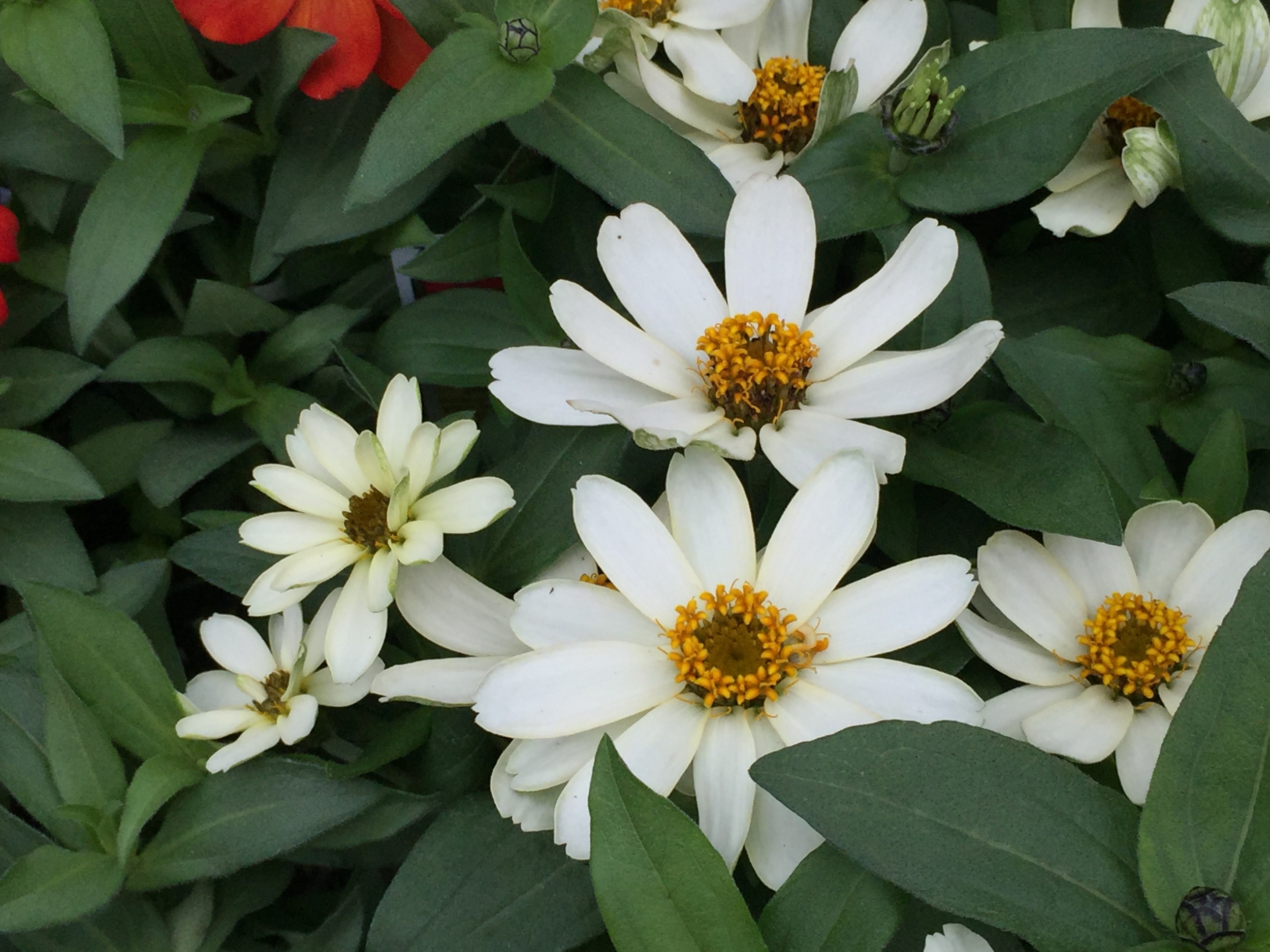 Zinnia Care Bob S Market And Greenhouses