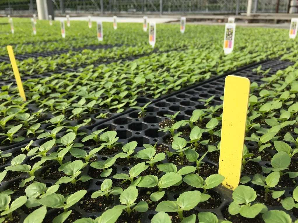 Partial Plug Trays — Bob's Market and Greenhouses