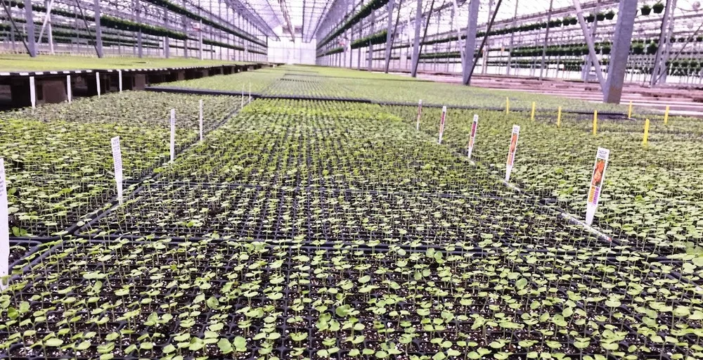 Partial Plug Trays — Bob's Market and Greenhouses