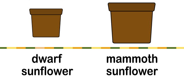 Growing Sunflowers in Pots - Planting & Care Advice