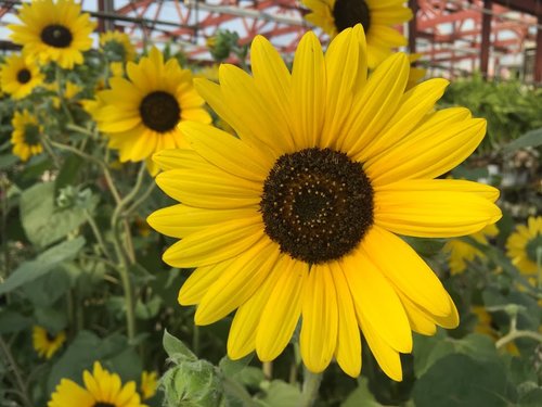 Growing Sunflowers in Containers — Bob's Market and Greenhouses