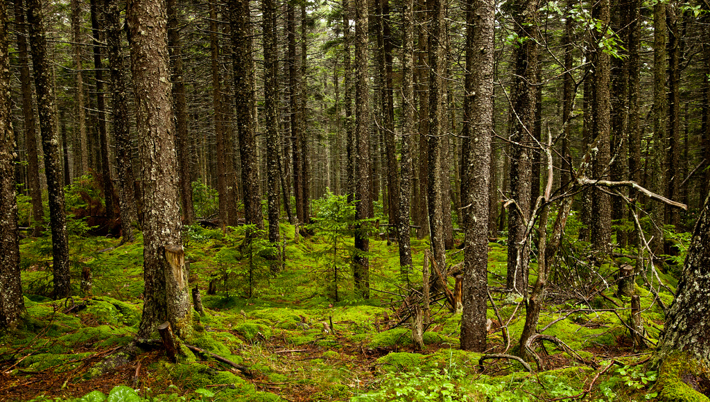 Gaudineer Knob Scenic Area