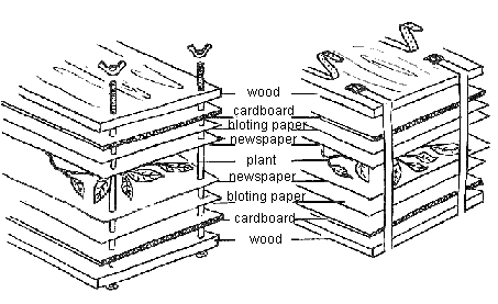 plant_press.gif