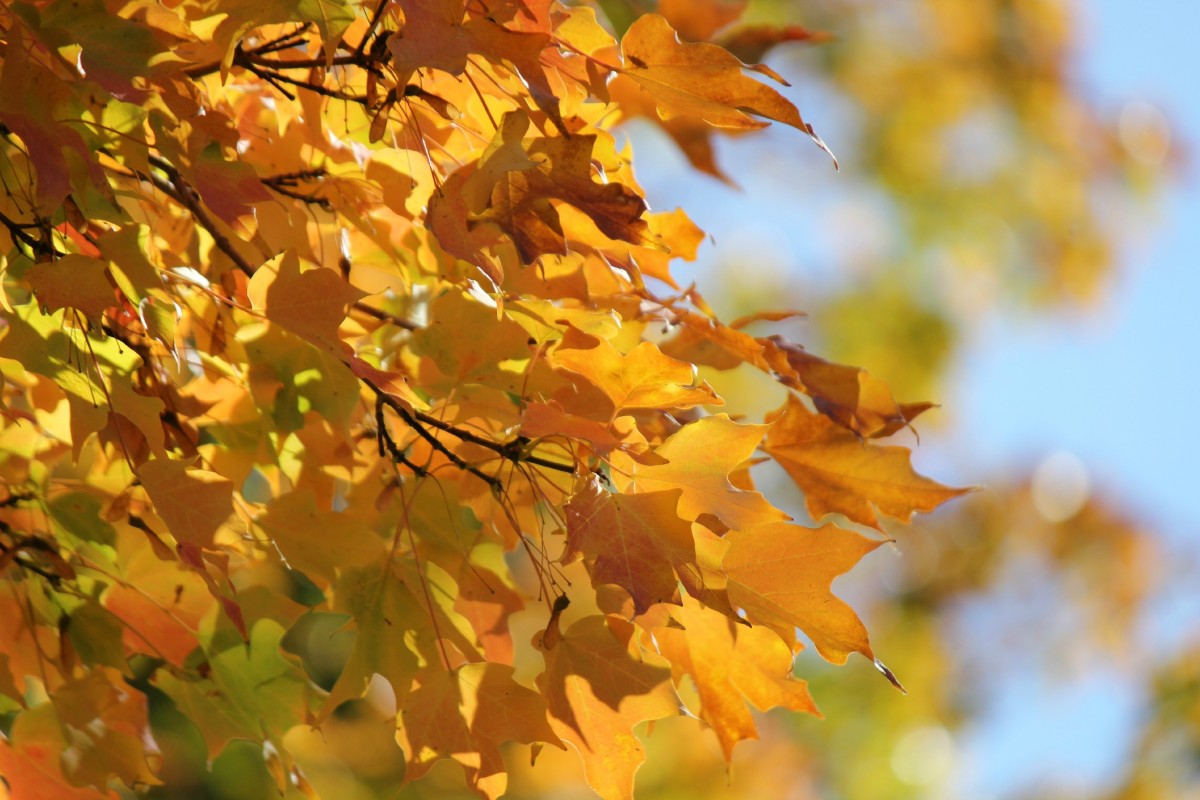 autumn_leaves_fall_leaves_orange_gold_tree_green_maple_leaves_fall_leaves_background-684083.jpg