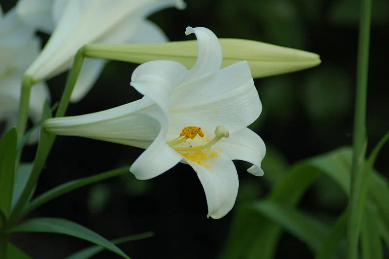 800px-Lilium_longiflorum_var._longiflorum_(2).jpg