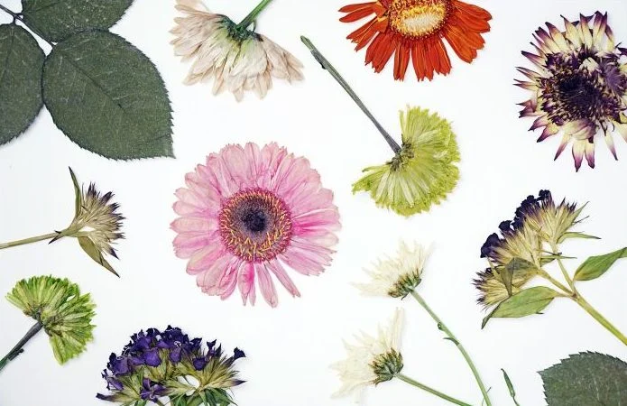 hero-how-to-press-flowers-720x475.jpg