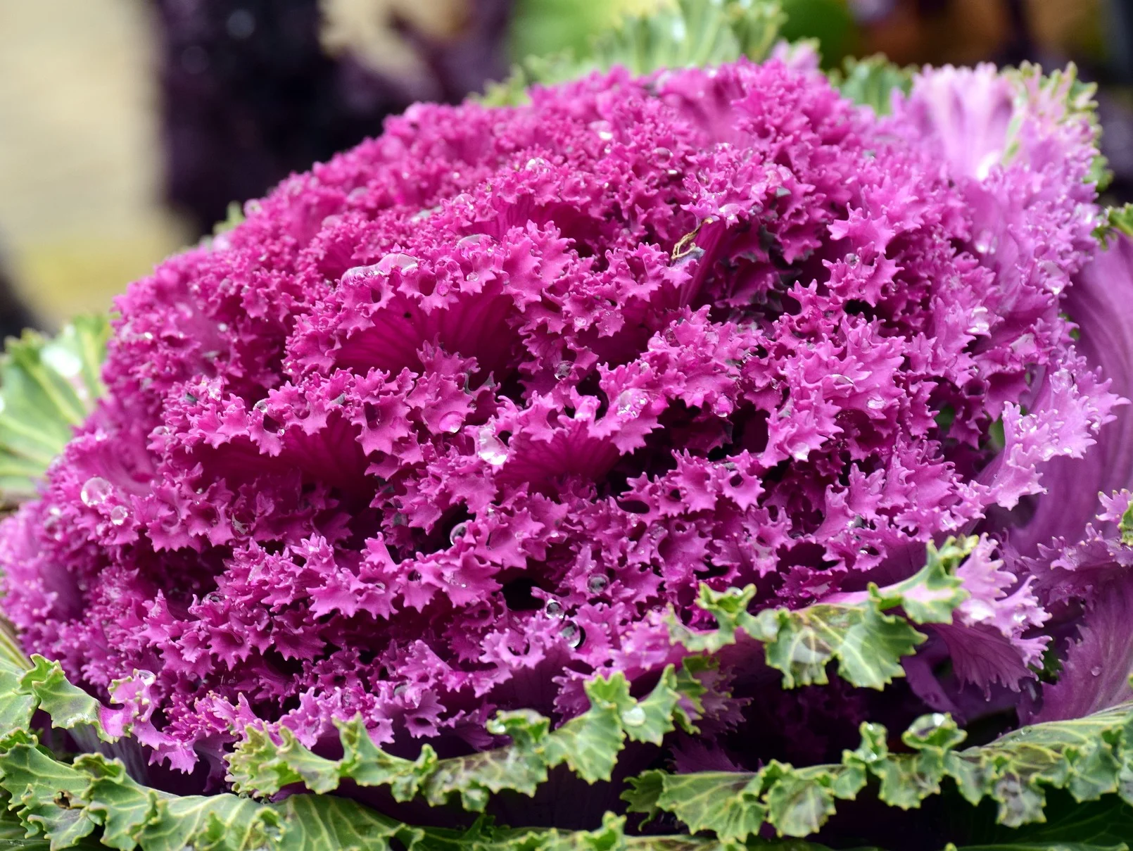 kohl-3100698_1920.jpg