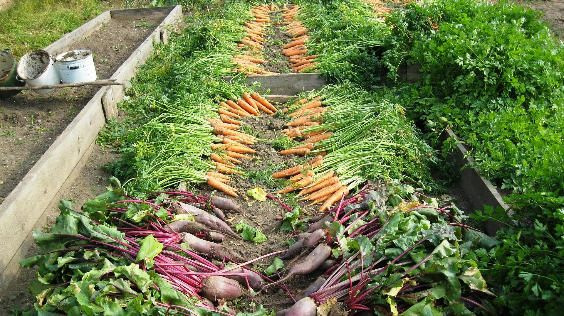 harvest-897733_1920.jpg