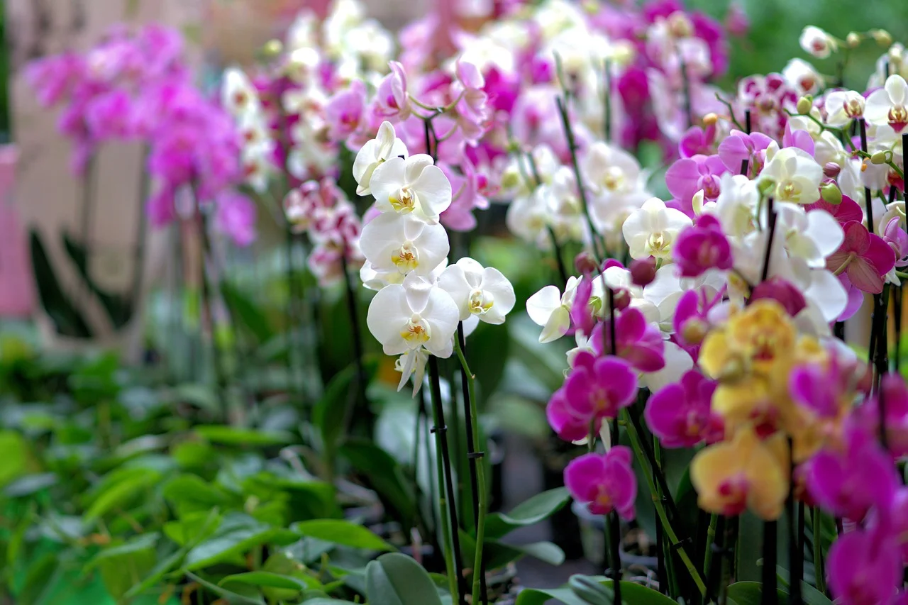 orchid-3479539_1280.jpg
