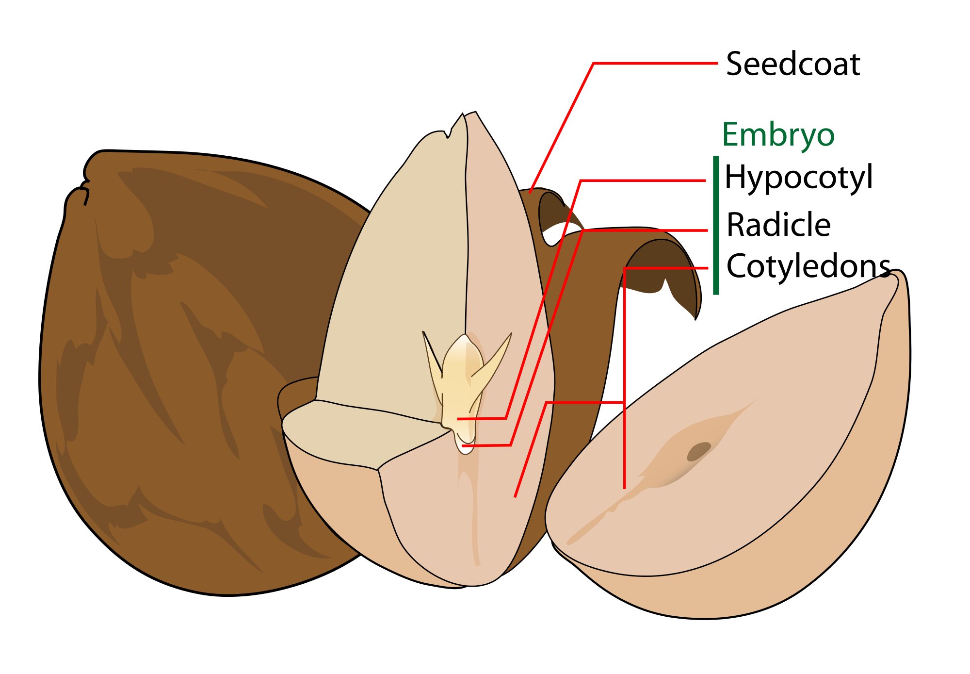 Avocado_seed_diagram-en.svg.png