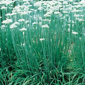 Chives Garlic