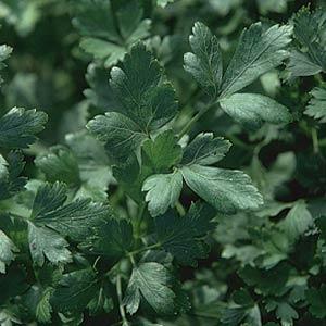 Parsley Italian Dark Single