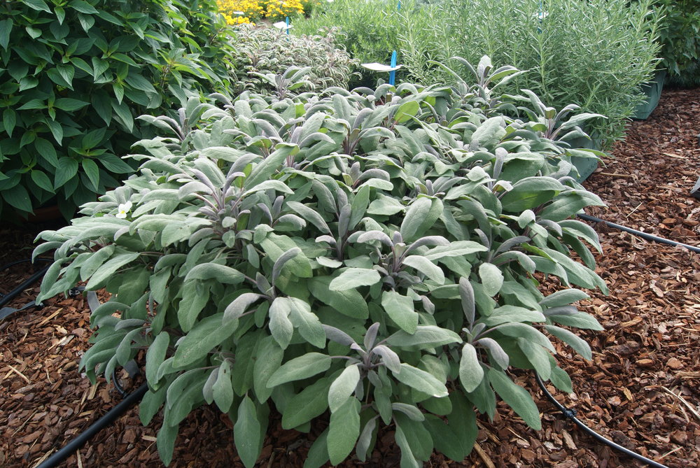 Salvia Sage