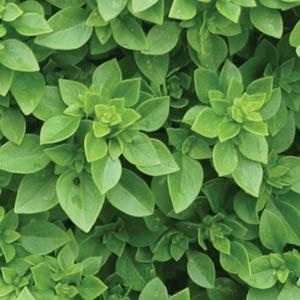 Basil Boxwood