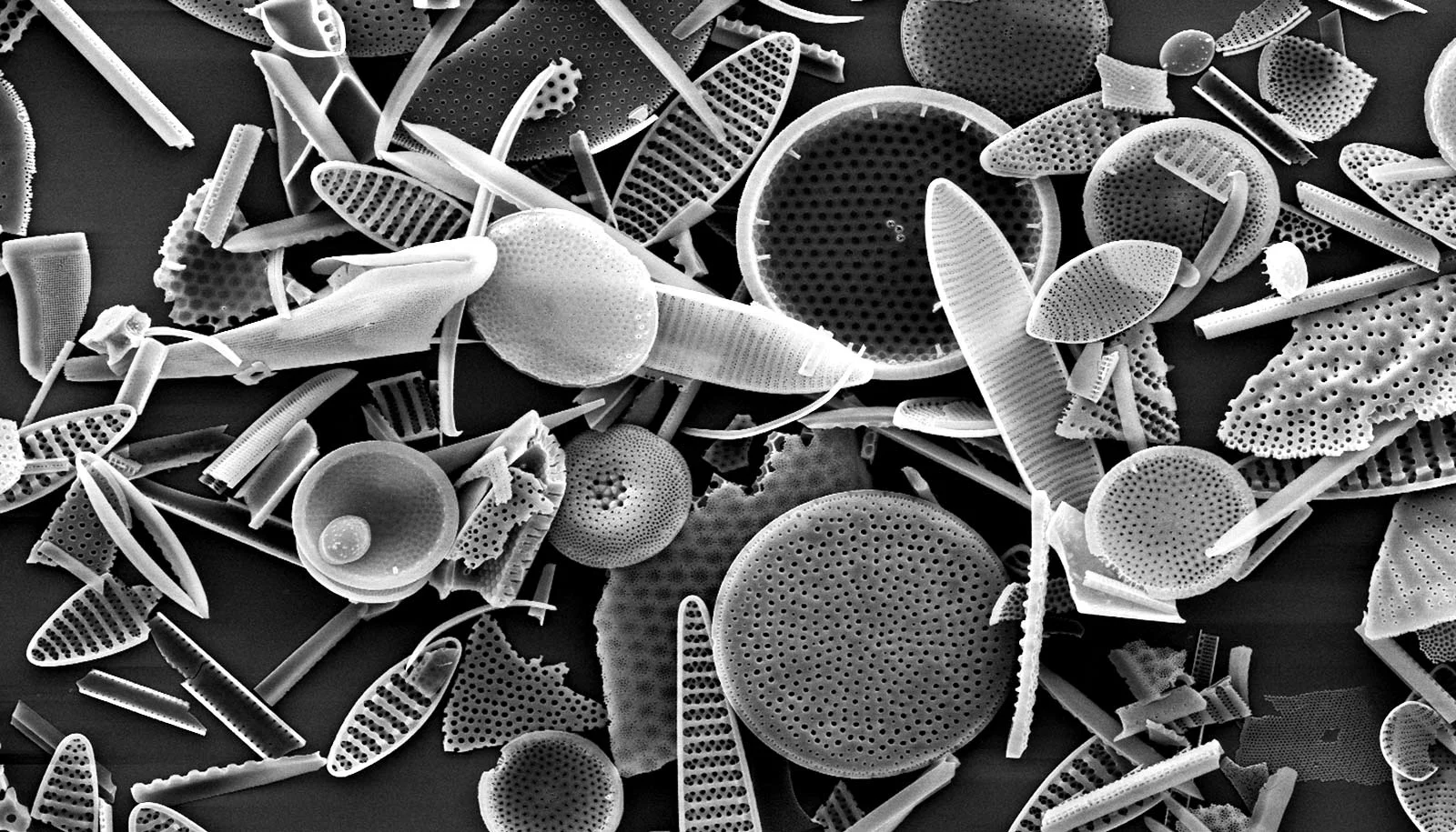 diatoms_1600.jpg
