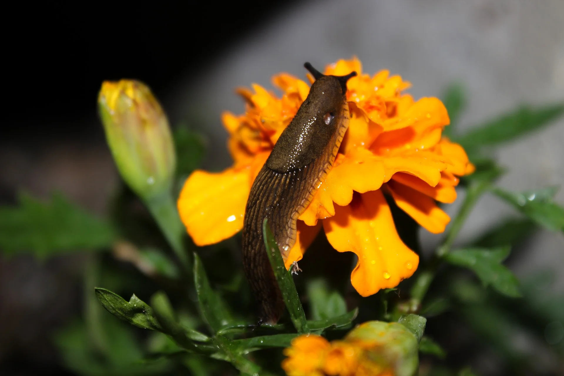 slug-3346189_1920.jpg